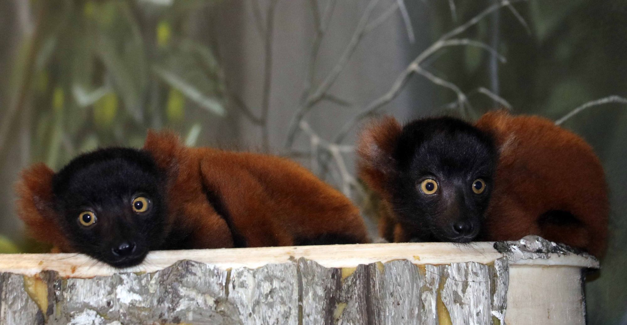 Red ruffled lemurs